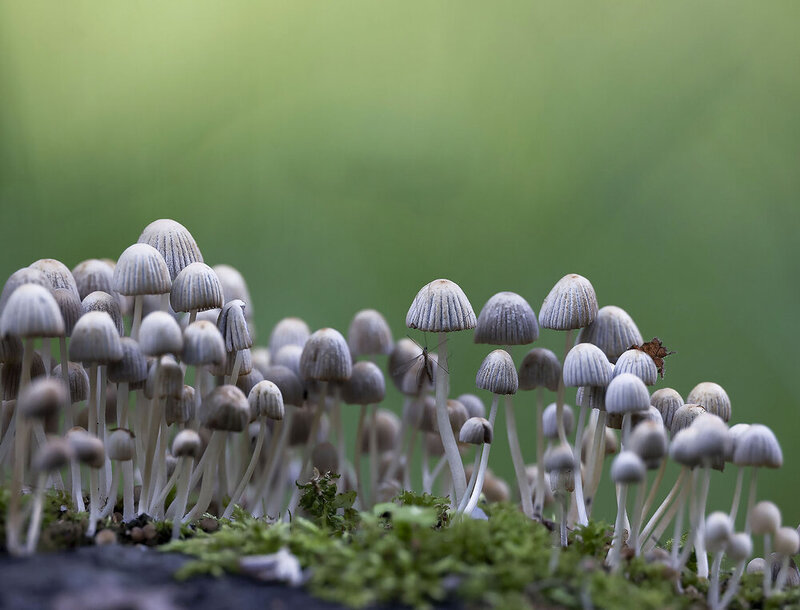 грибы, навозники, лес, природа, mushrooms, forest, nature Дружная семейка фото превью