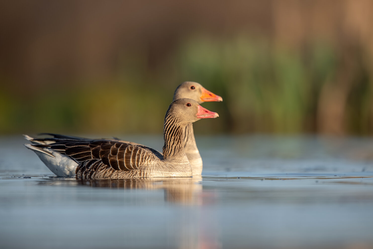 greylag goose, greylag geese, anser anser, goose, geese, waterfowl, pair, couple, two birds, wildlife, wildlife photography, bird photography, water birds, lake, wetland, marsh, nature, golden hour, evening light, warm light, reflection, calm water, seren, Damian Kwasek