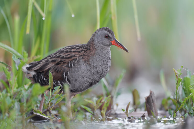 water rail, rallus aquaticus, rail, waterbird, wetland bird, marsh bird, wildlife, wildlife photography, bird photography, elusive bird, secretive bird, reeds, marsh, wetland, shallow water, nature, europe, poland, natural habitat, bird portrait, close up Hidden Among the Reeds фото превью