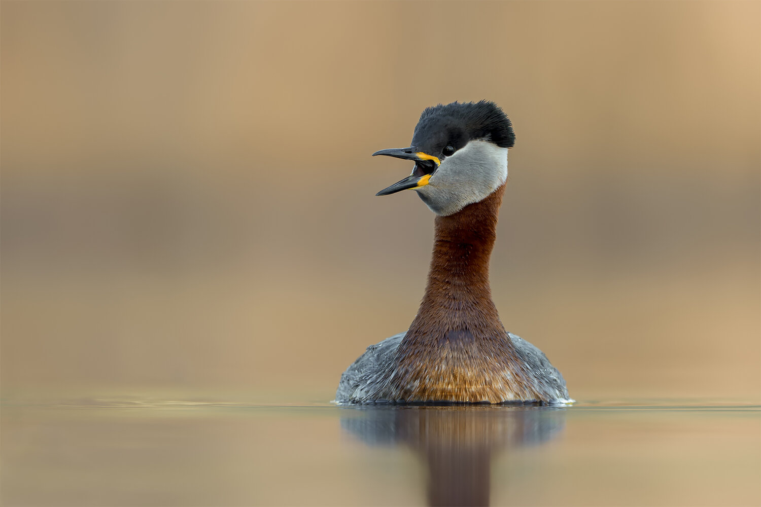 red-necked grebe, podiceps grisegena, grebe, waterbird, bird, wildlife, wildlife photography, bird photography, wetland, lake, marsh, breeding plumage, calling bird, open beak, portrait, reflection, calm water, low angle, eye level, bokeh, golden backgrou, Damian Kwasek