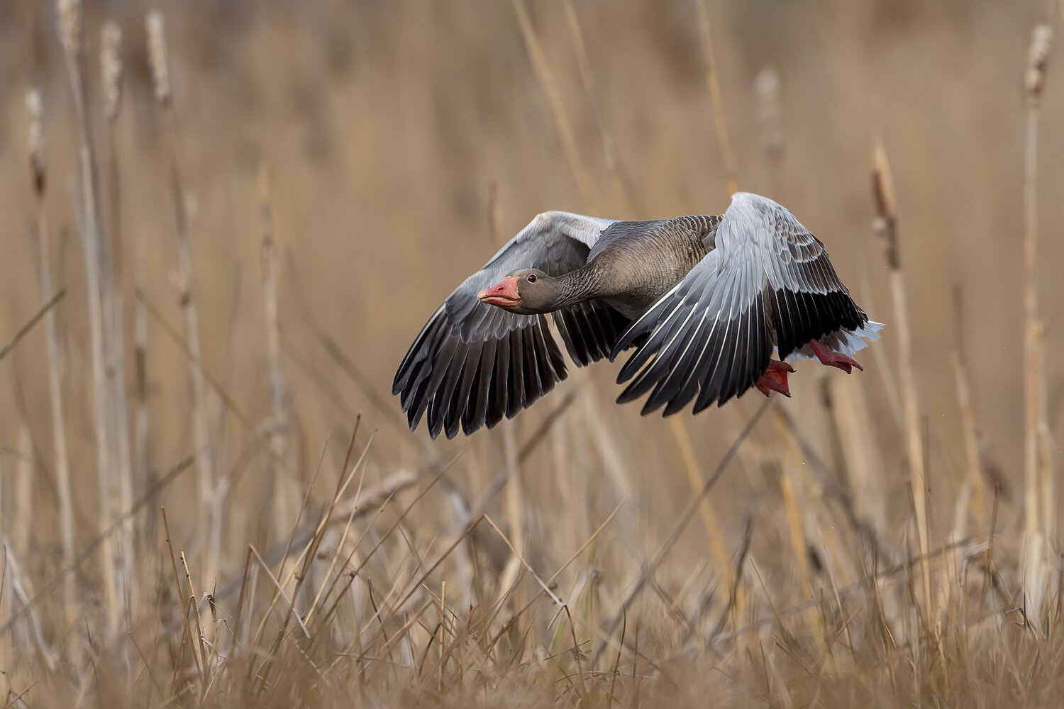 greylag goose, anser anser, goose, wild goose, waterfowl, bird, bird in flight, flying bird, flight, wings spread, wetlands, reed bed, reeds, marsh, lake, nature, wildlife, wildlife photography, bird photography, europe, poland, natural habitat, migration, Damian Kwasek