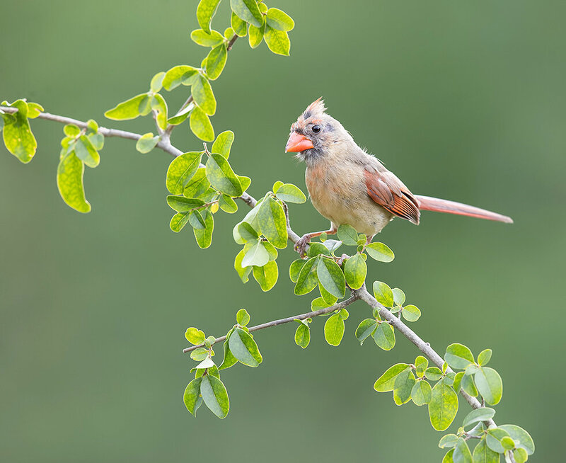northern cardinal, красный кардинал, кардинал, cardinal, птицы, birds, wild Female Northern Cardinal - Cамка.Красный кардинал фото превью