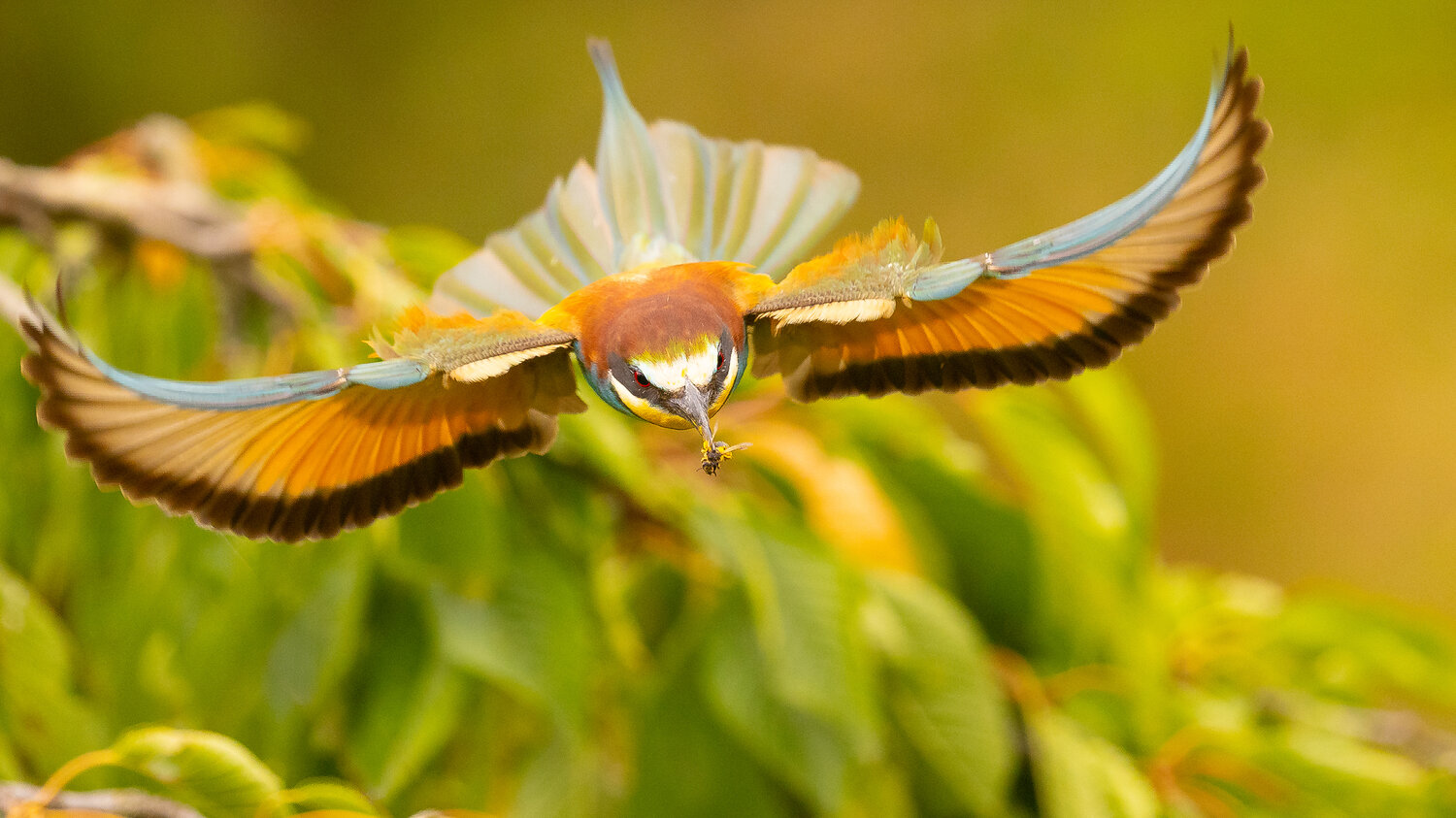 Bee-eater. Автор: Adamec Robert , Adamec Robert