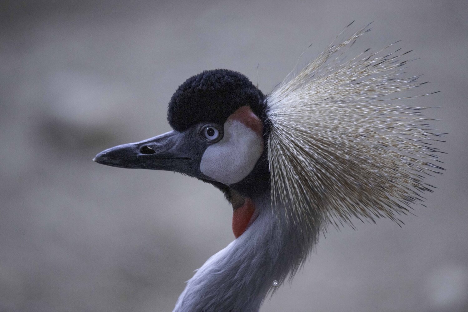 Grey-necked crowned crane. Автор: Ali Pashang , Ali Pashang