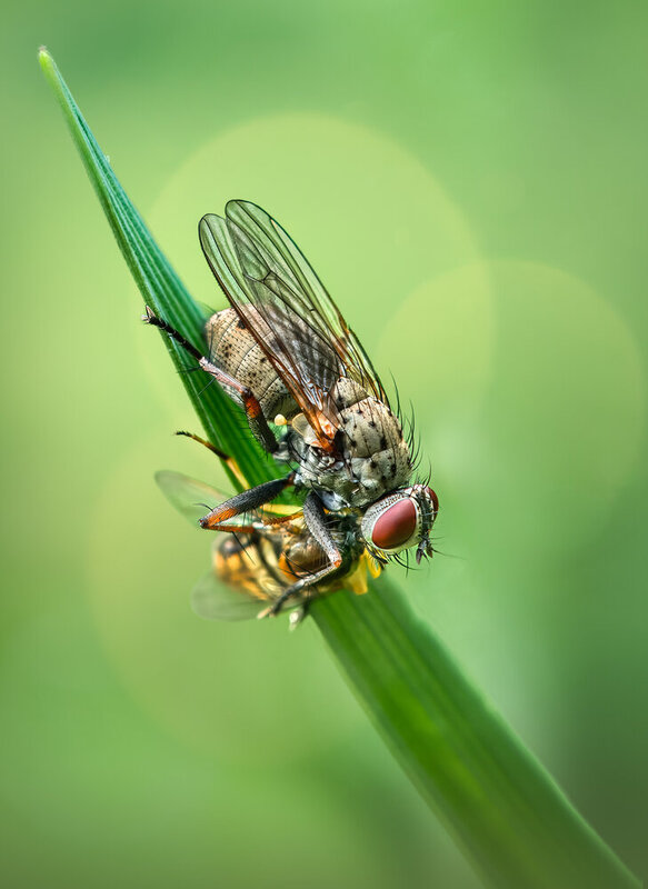 fly, grass, insect, prey Morning routine фото превью