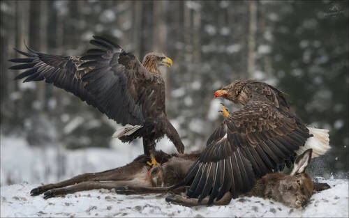 FIGHT !