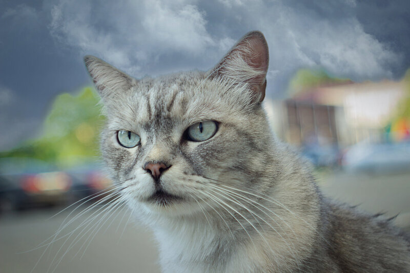 «Котяра» фото превью