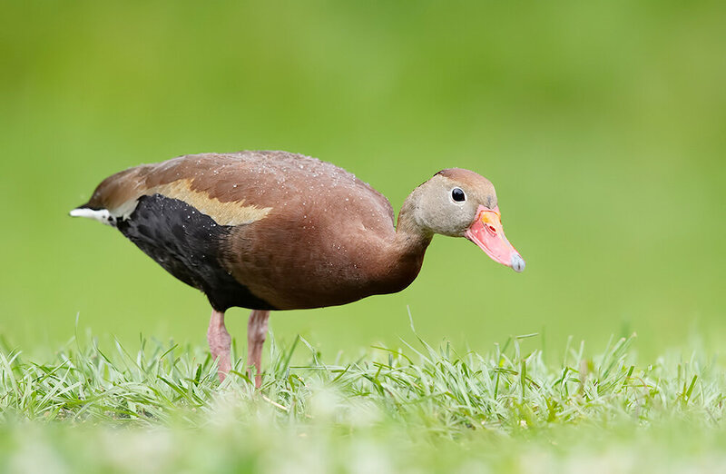 чернобрюхая свистящая утка, black-bellied whistling duck, утка, duck, птицы, bird, wild Чернобрюхая свистящая утка - Black-Bellied Whistling Duck фото превью