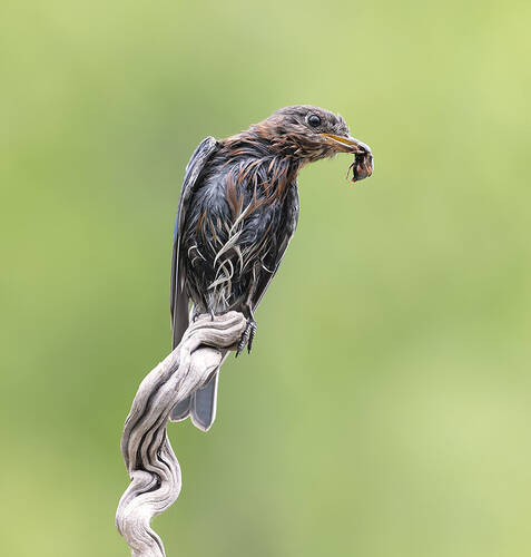 Eastern Bluebird Female - Восточная сиалия с угощением