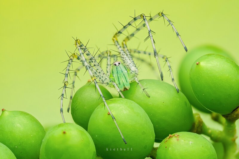 A watermelon among the grapes фото превью