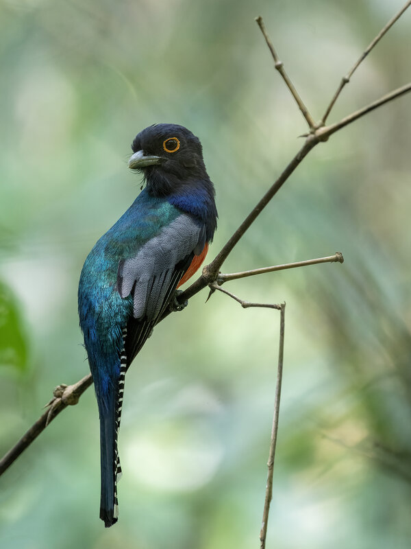 Blue-crowned Trogon фото превью