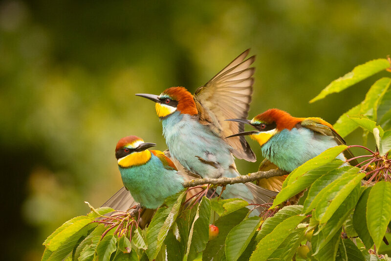 Bee-eater фото превью