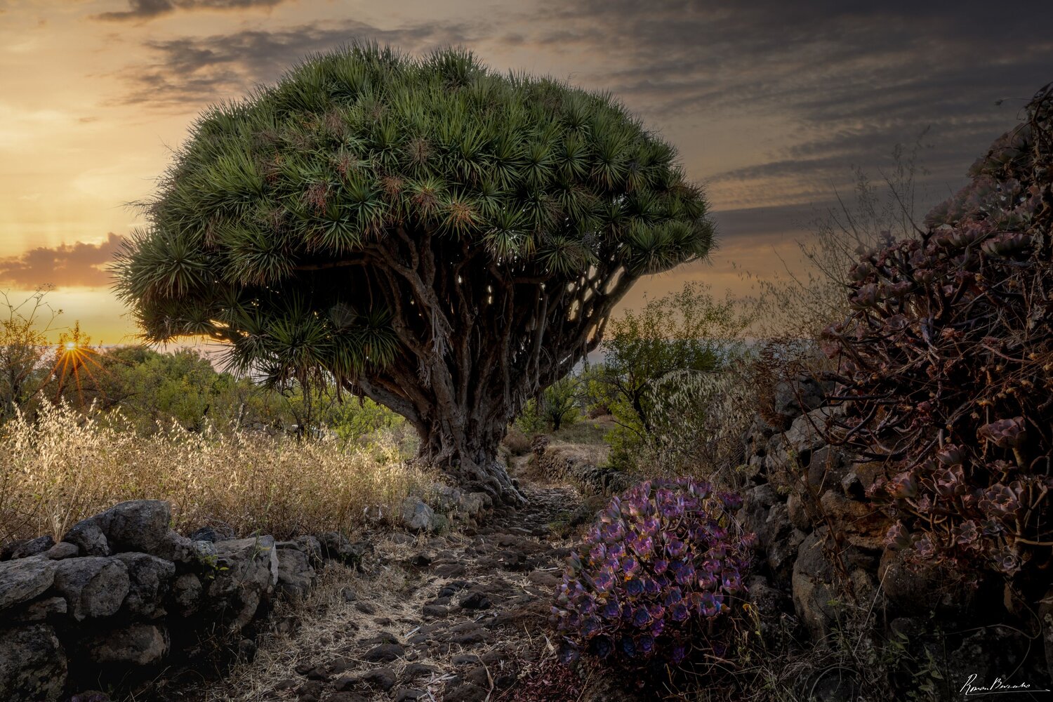 Dragon Tree of Canary Islands. Автор: Roman Bevzenko dragon tree, canary islands, la palma, islas canarias, Dracaena draco, Roman Bevzenko