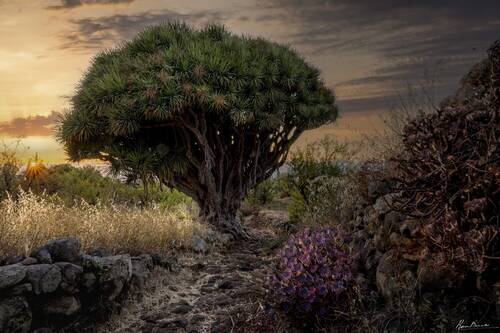 Dragon Tree of Canary Islands