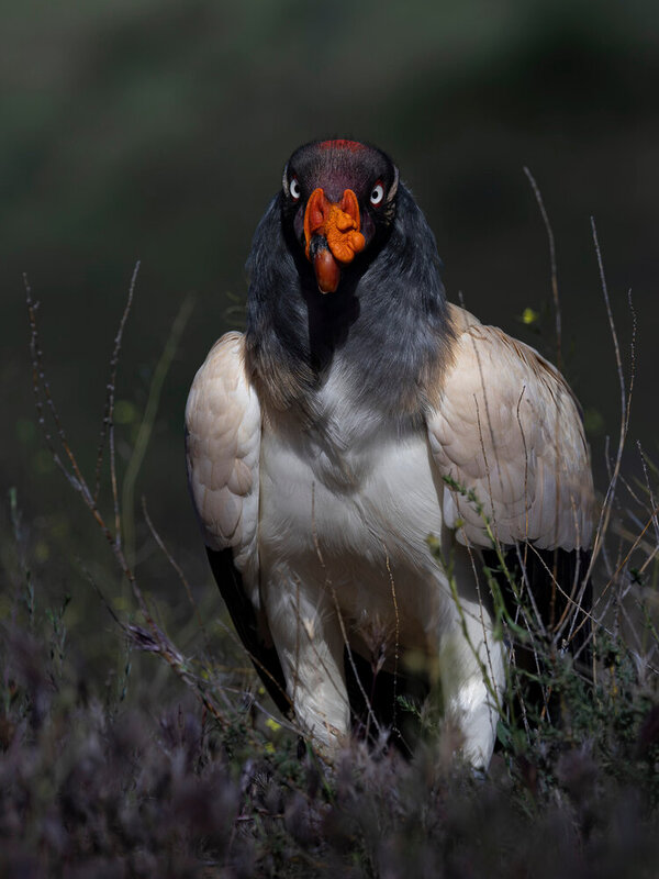 aves, fauna, birds Zopilote Rey фото превью