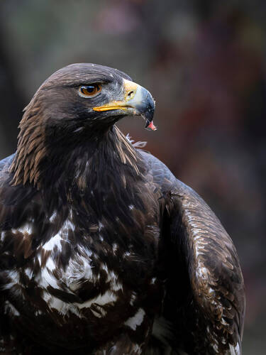 Águila Real