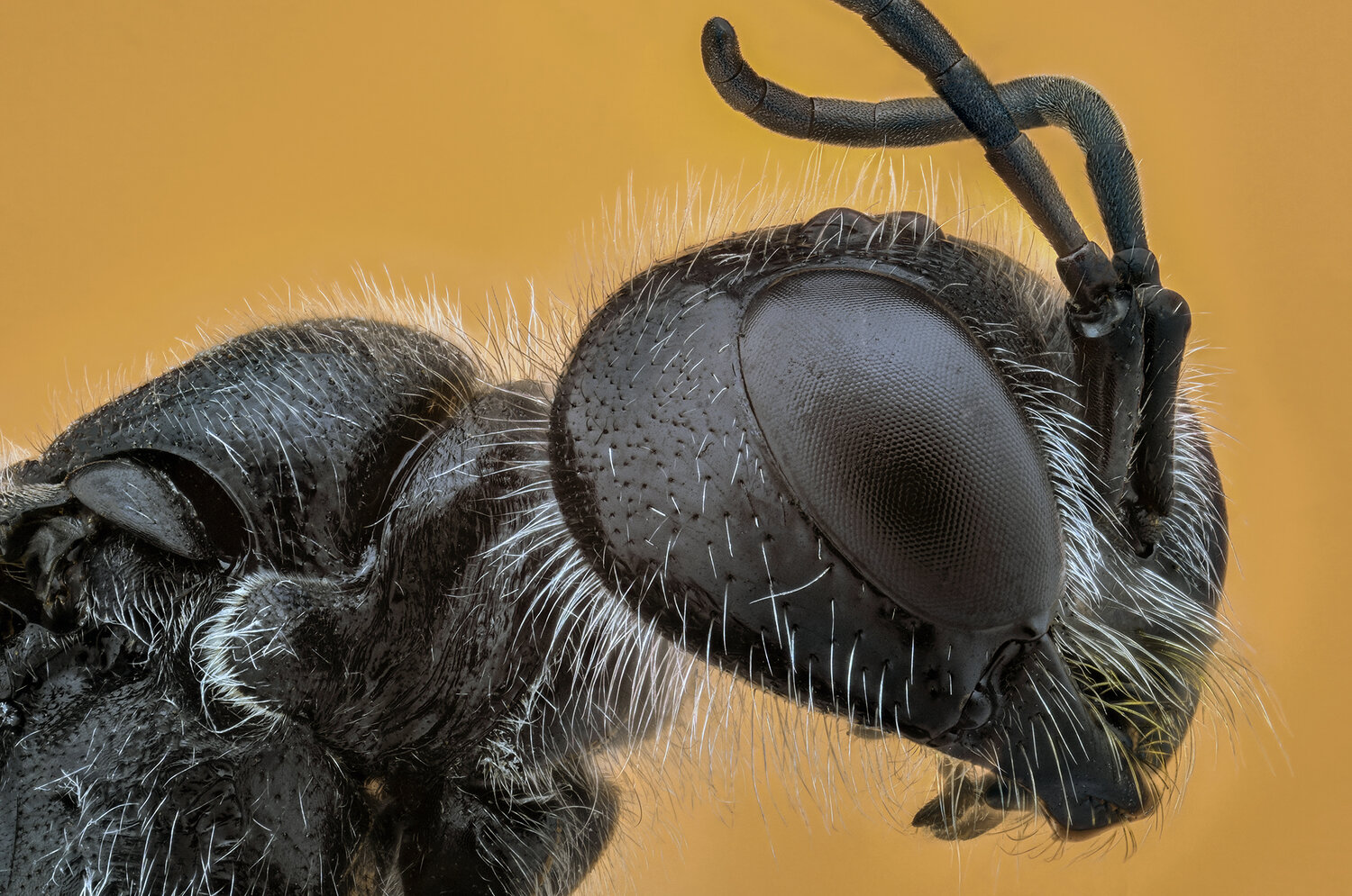 ceclii, macro, Tsvetan Ganev