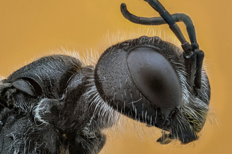 ceclii, macro  фото превью