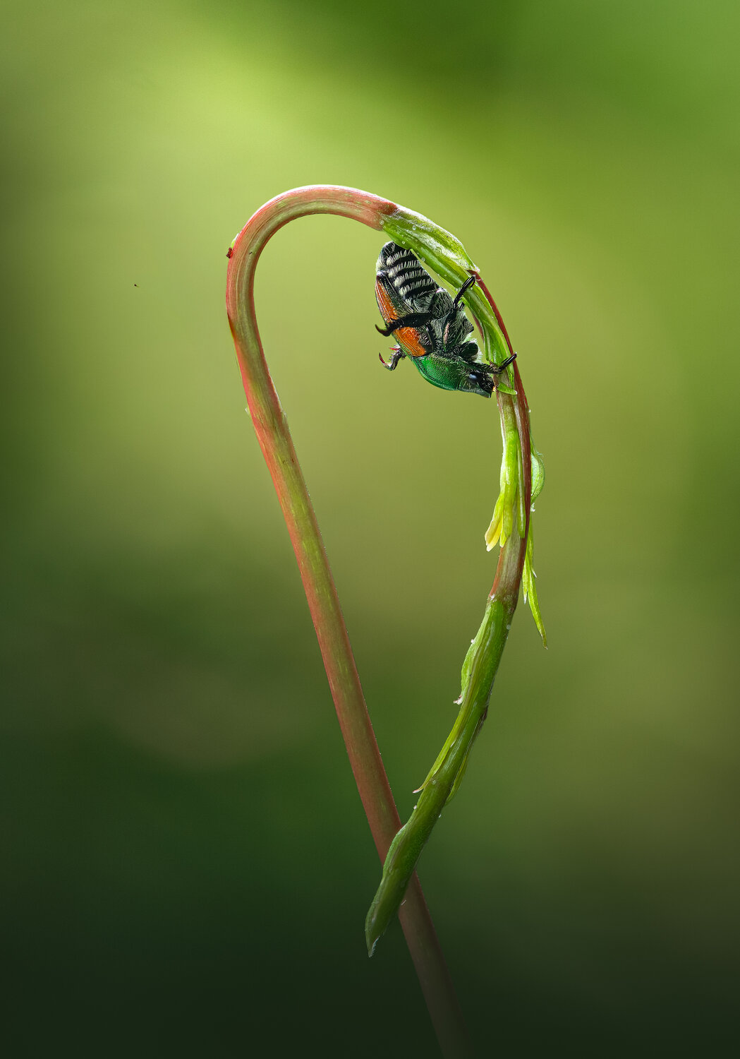 Emerald arch. Автор: Atul Saluja insect, macro, beetle, vine, Atul Saluja