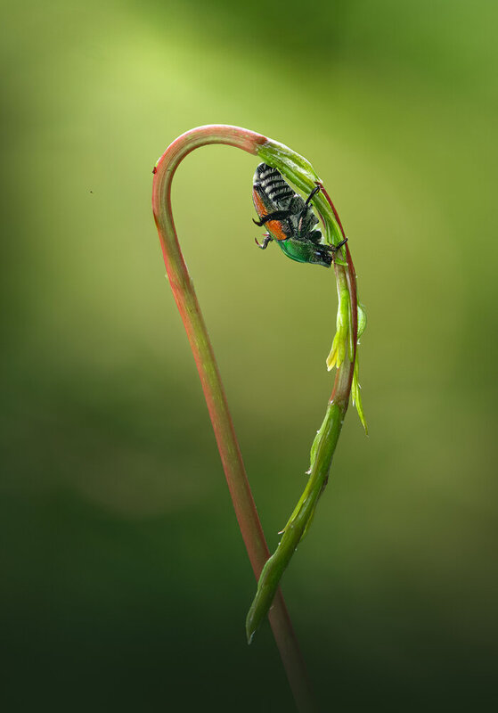 insect, macro, beetle, vine Emerald arch фото превью
