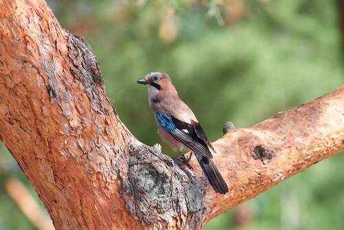 Garrulus glandarius