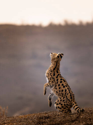 Serval