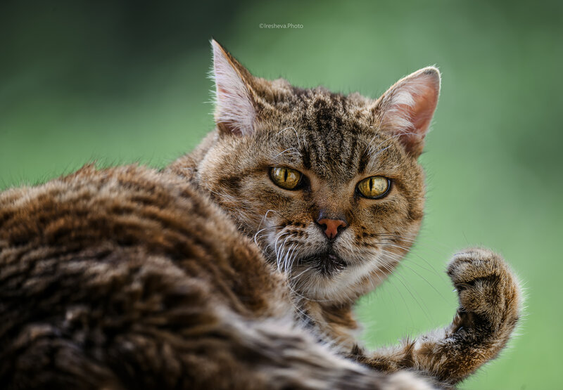 Кот, Cat, Котик Опять, ТЫ !? фото превью