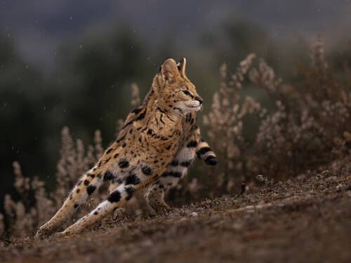 Serval