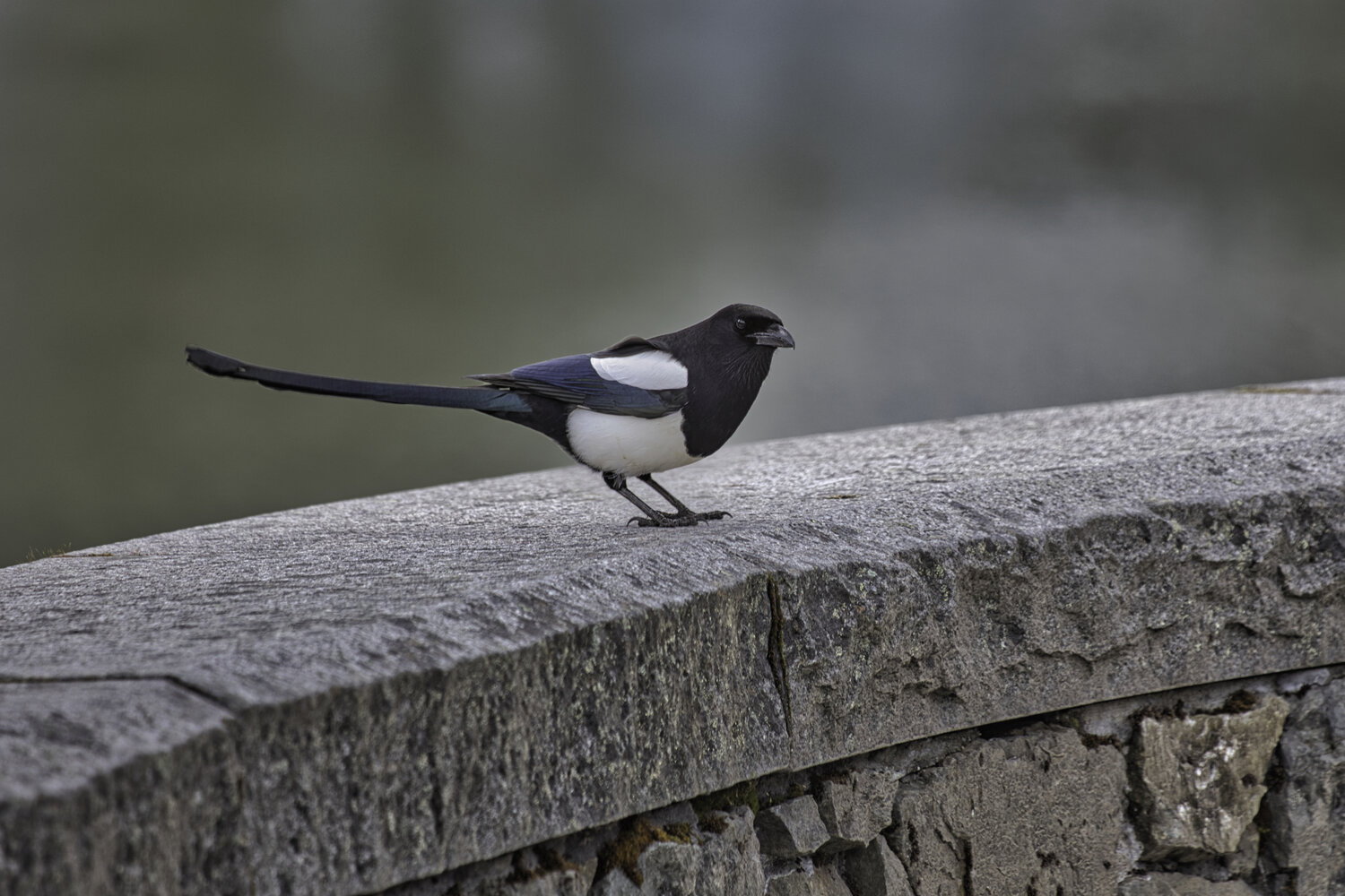 Black billed Magpie, Gridwood, Alaska. Автор: Стив , Стив