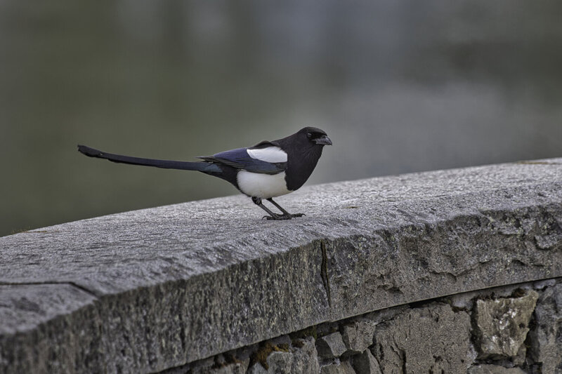 Black billed Magpie, Gridwood, Alaska фото превью