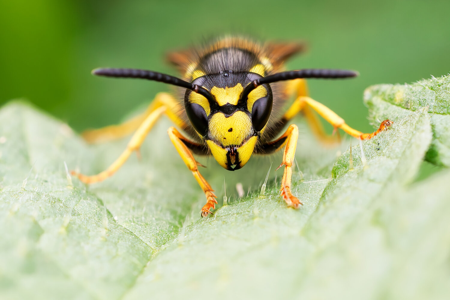 Face to Face. Автор: Damian Kwasek wasp, common wasp, vespula vulgaris, vespula, insect, macro, macro photography, extreme macro, close up, insect portrait, head on, front view, symmetry, compound eyes, antennae, facial details, insect face, arthropod, hymenoptera, wildlife, wildlife photo, Damian Kwasek