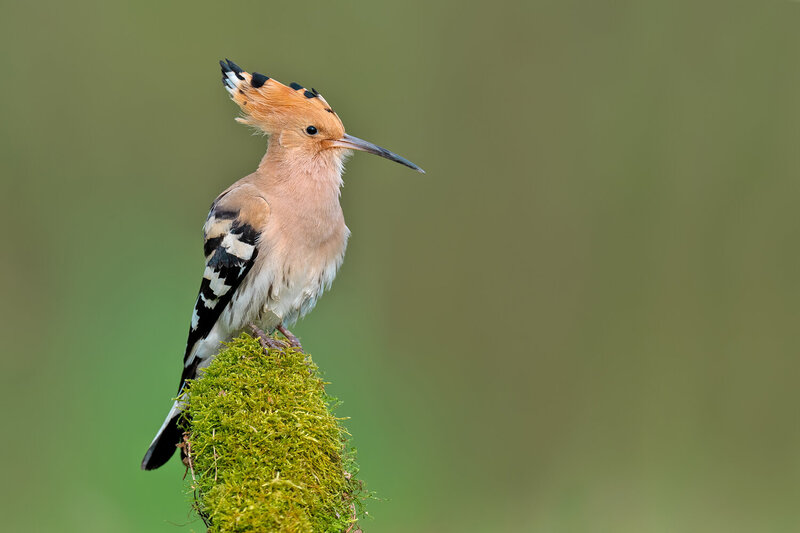 hoopoe, eurasian hoopoe, upupa epops, bird, wildlife, wildlife photography, bird photography, perched bird, portrait, crest, orange plumage, black and white wings, moss, mossy branch, green background, bokeh, natural habitat, nature, nature photography, e Crowned Elegance фото превью
