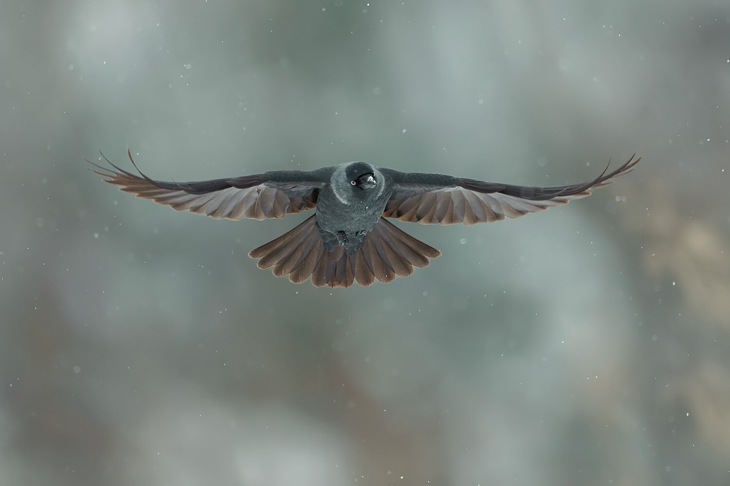Into the Silence. Автор: Damian Kwasek western jackdaw, jackdaw, coloeus monedula, bird, corvid, crow family, bird in flight, flying bird, frontal flight, wings spread, symmetrical, wildlife, wildlife photography, bird photography, winter, snowfall, snowflakes, cold, nature, nature photography, Damian Kwasek