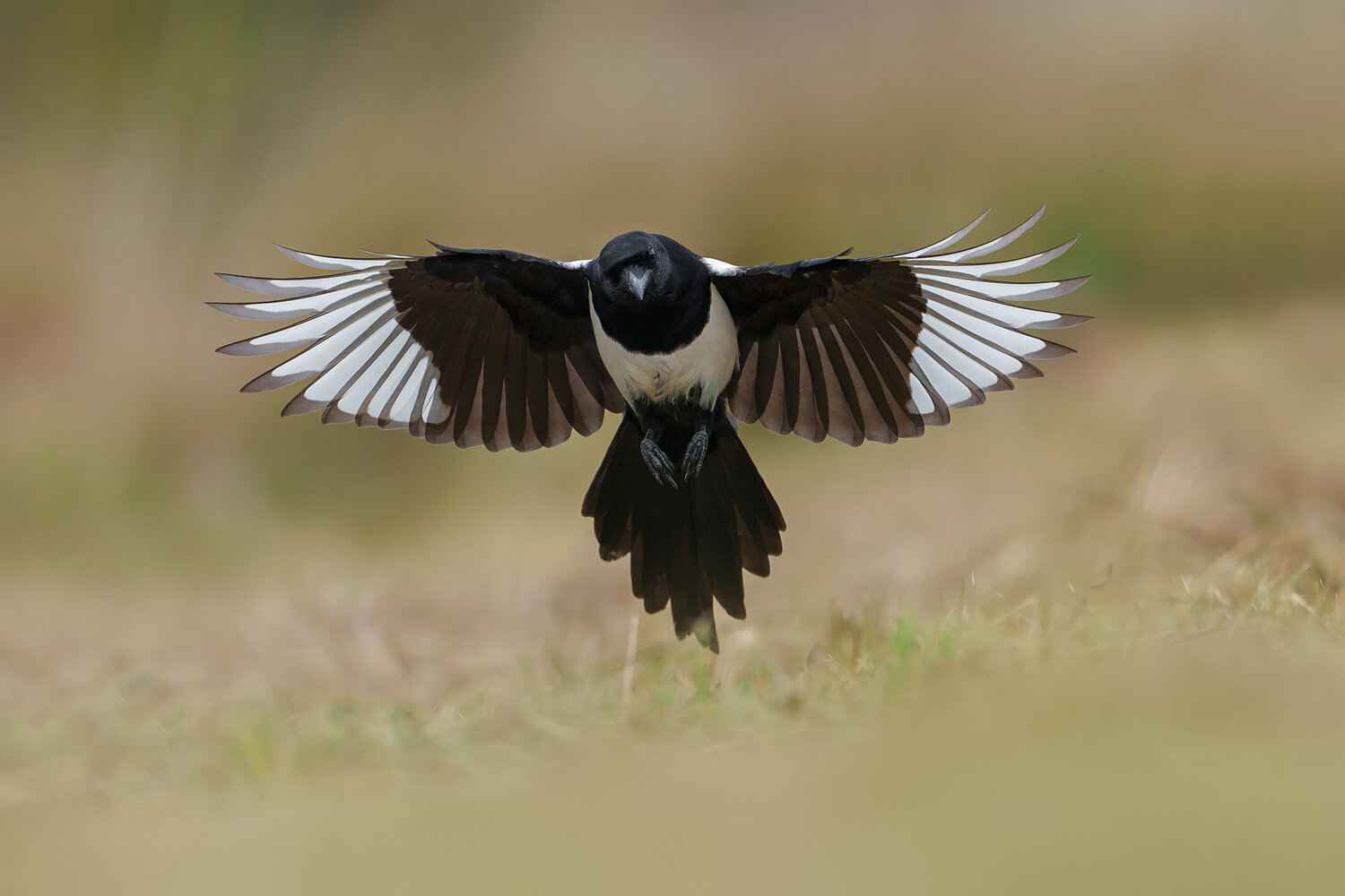 Perfect Balance. Автор: Damian Kwasek eurasian magpie, magpie, pica pica, bird, corvid, crow family, bird in flight, flying bird, landing, frontal view, wings spread, symmetrical, wildlife, wildlife photography, bird photography, nature, nature photography, wild bird, europe, poland, black an, Damian Kwasek