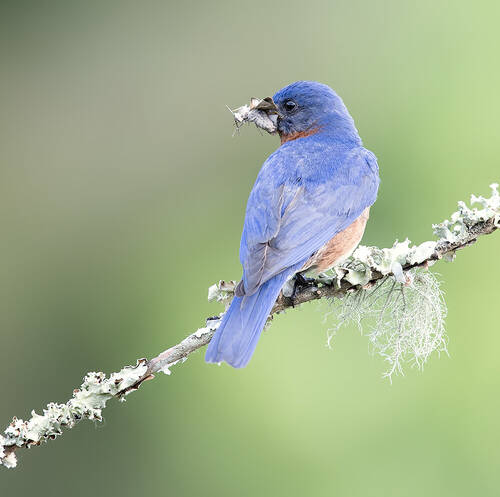 Eastern Bluebird, male - Восточная сиалия, самец