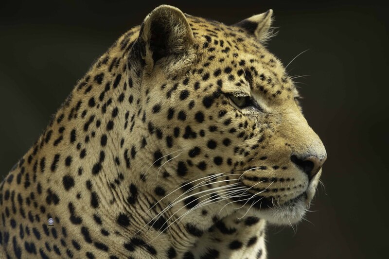 Leopard фото превью