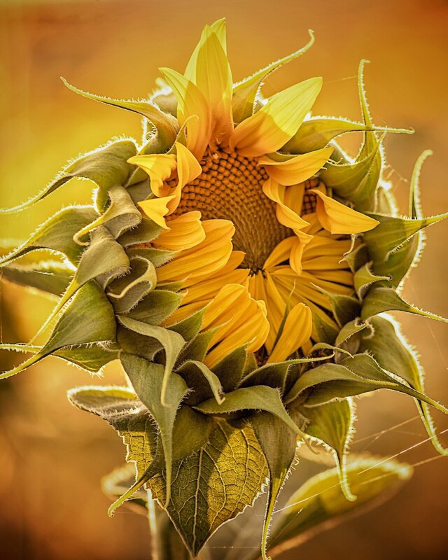 Summer фото превью