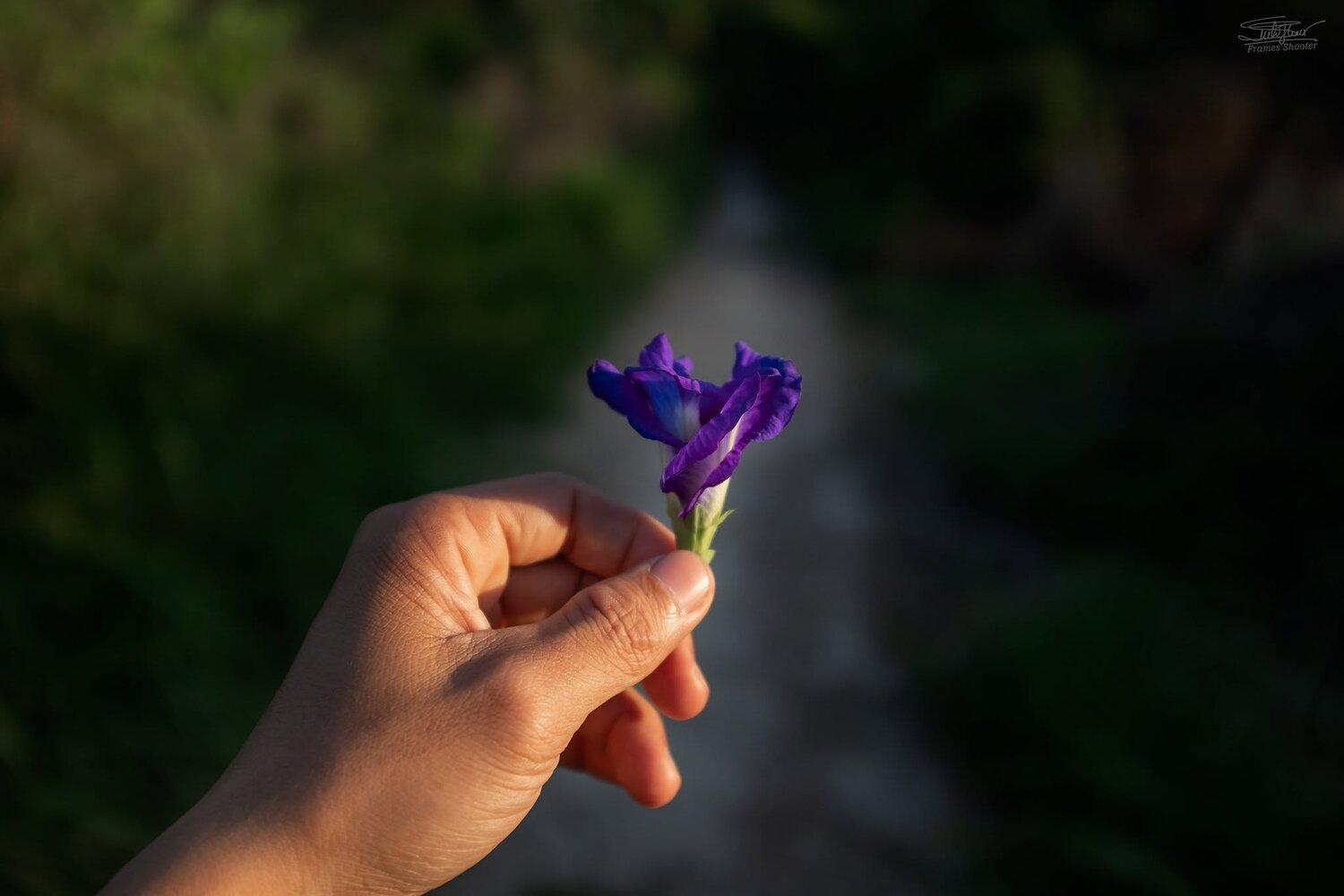 Автор: Mimic fujifilm, x100f, Mimic