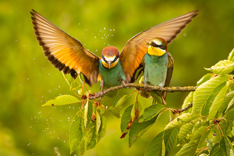 Bee-eater фото превью