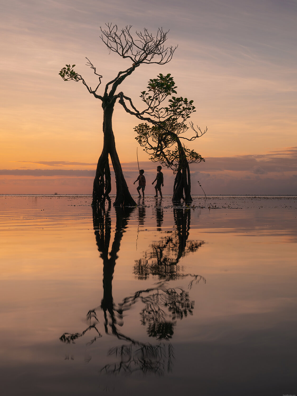 Sumba dancing trees. Автор: Даниил Коржонов , Даниил Коржонов