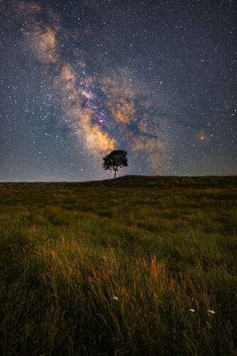 Lone Tree and Milky Way