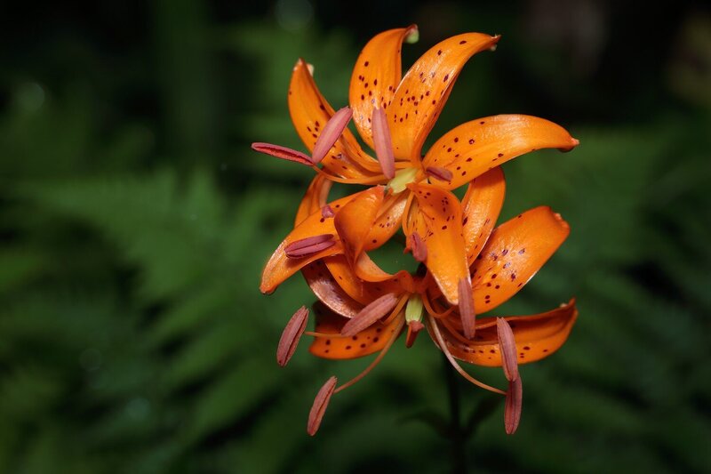 лилия, двурядная, lilium, distichum Под пологом леса фото превью