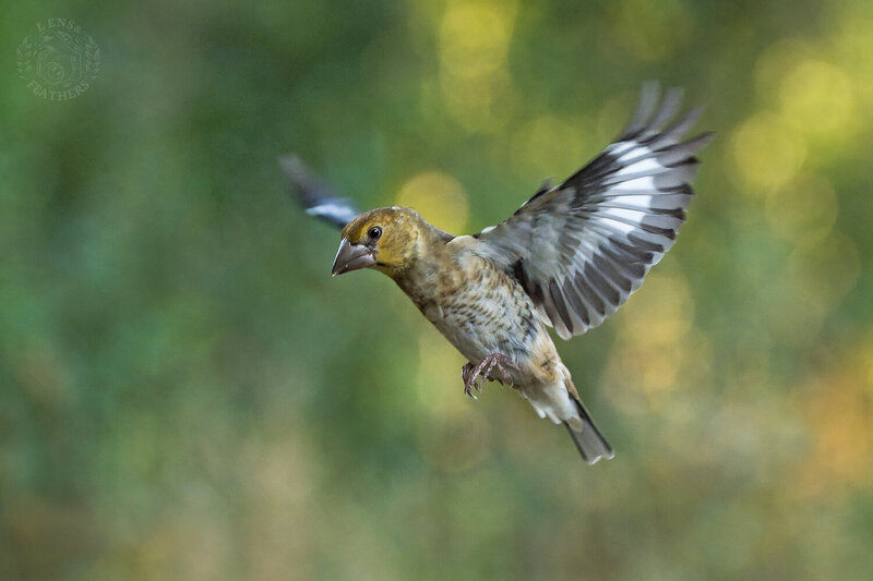 Дубонос - Lens and Feathers фото превью