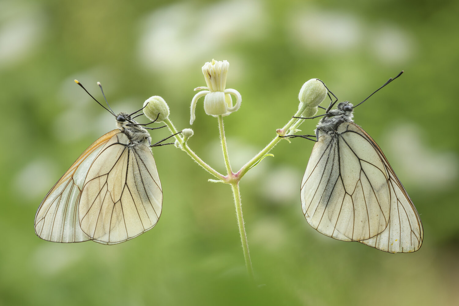 Mirrored Stillness. Автор: Sara Jazbar butterfly, insect, spring, butterflies, insects, macro, beauty, nature, Sara Jazbar