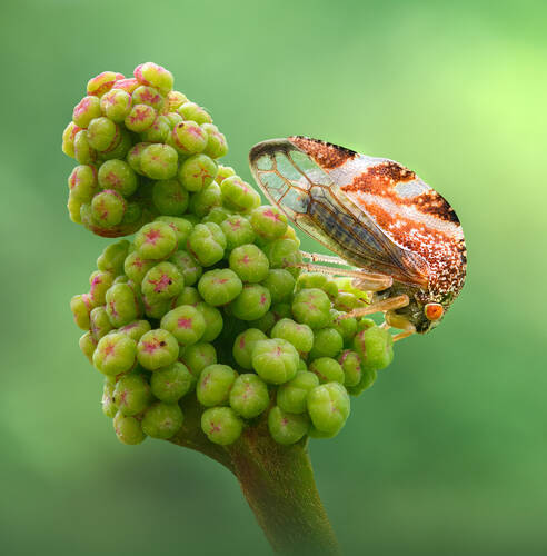 Keeper of berries