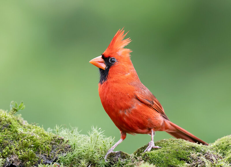 красный кардинал, northern cardinal, cardinal, кардинал, птицы, birds, wild Красный кардинал - Northern Cardinal фото превью