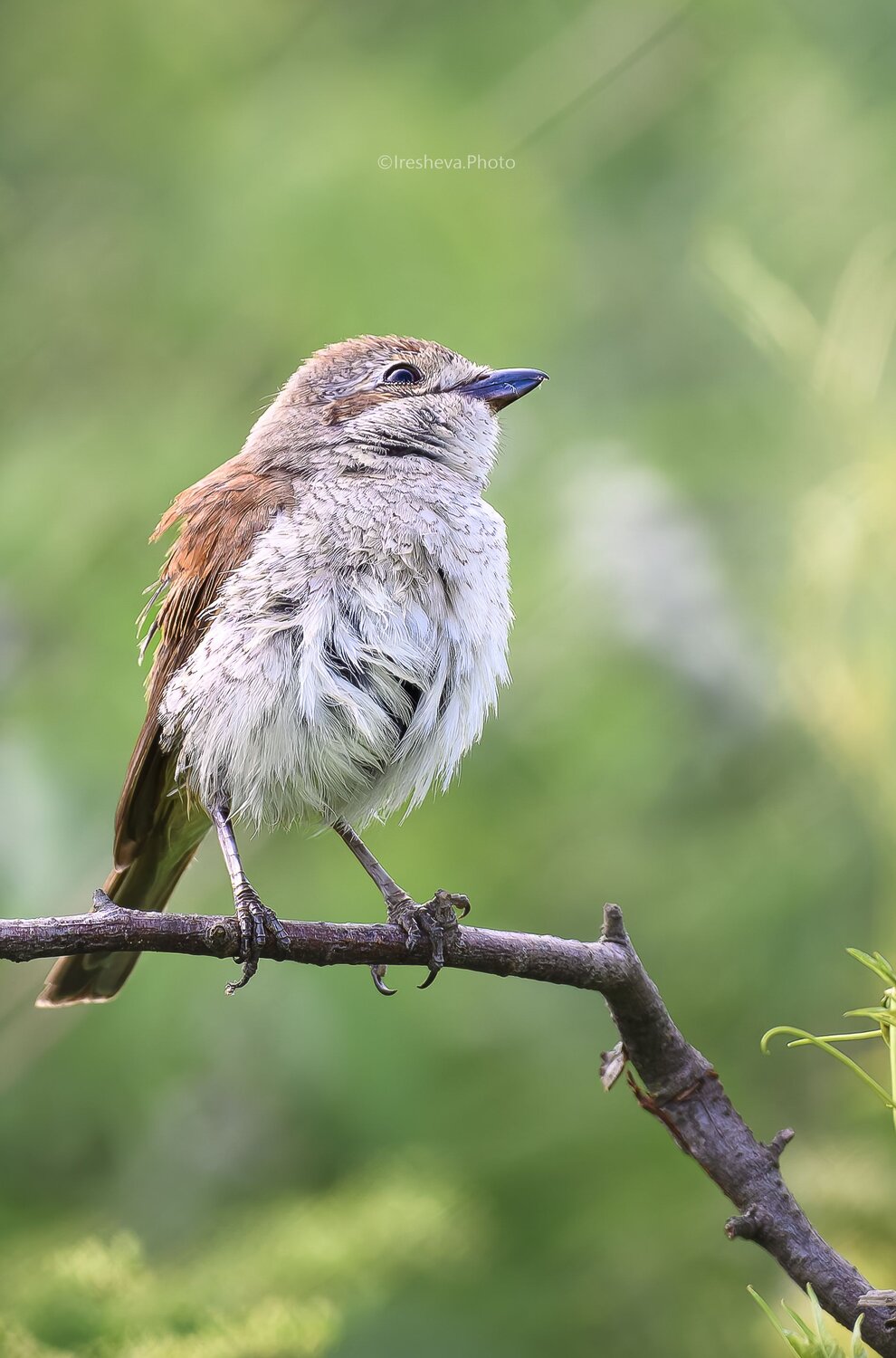Сорокопут - жулан, Обыкновенный жулан, Bird, Слёток, Ирешева Мария