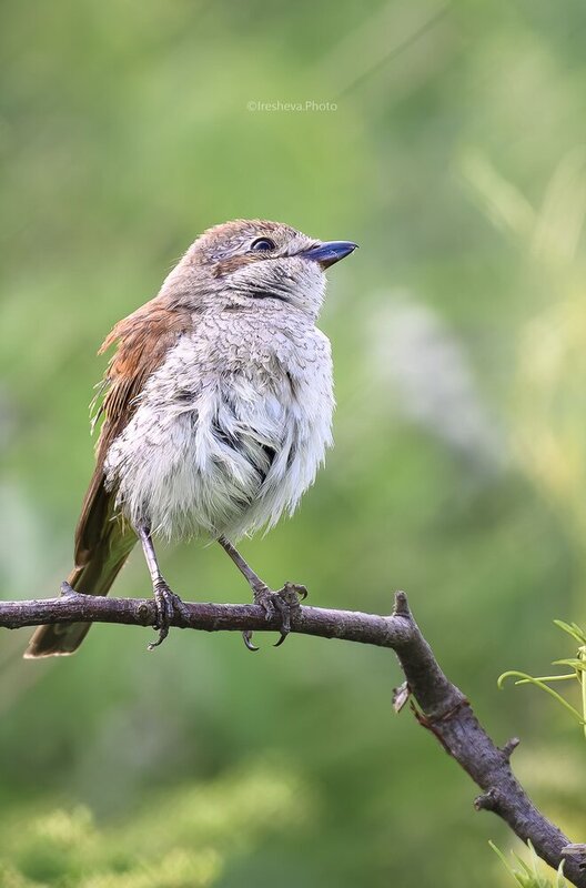 Сорокопут - жулан, Обыкновенный жулан, Bird, Слёток Беззаботное детство  фото превью