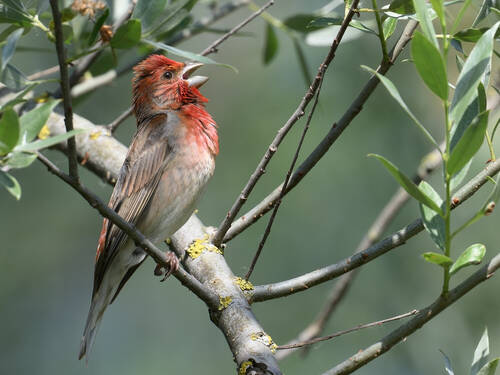 Common Rosefinch