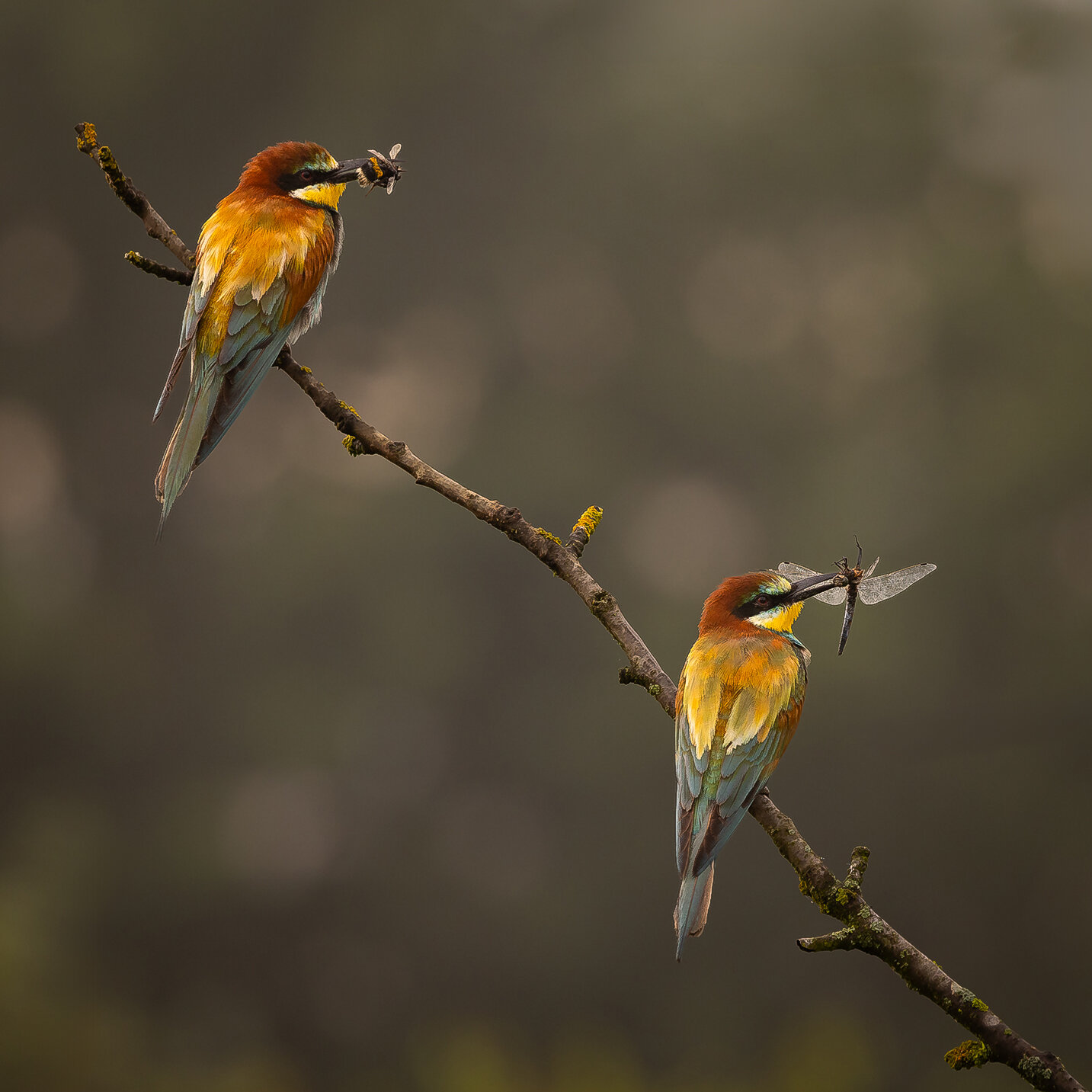 Bee-eater. Автор: Adamec Robert , Adamec Robert